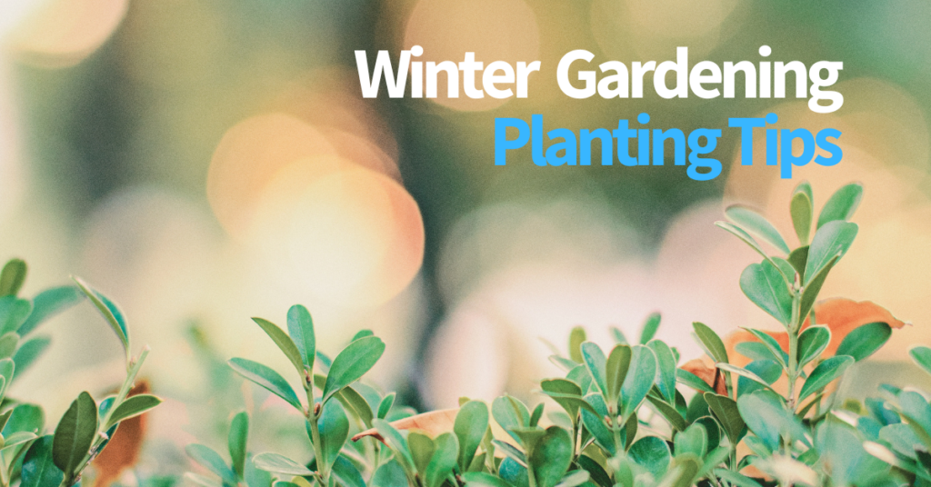 Winter Gardening Guide: Tips For Planting - Wanly Tsang